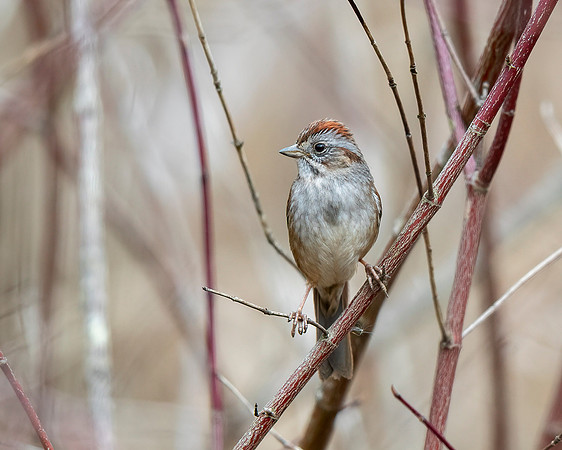 Swamp Sparrow