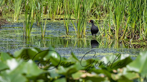 Common Gallinule