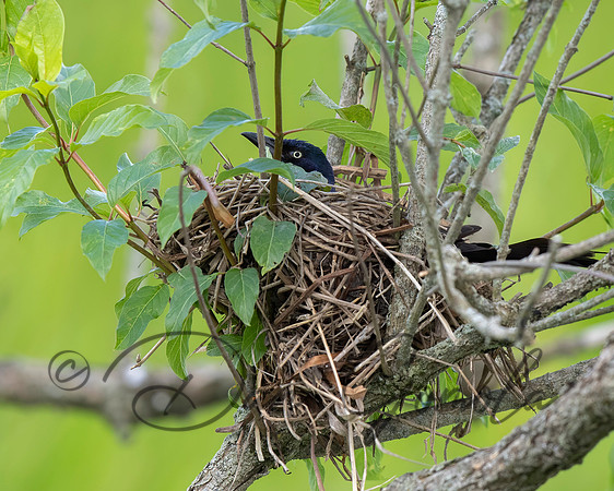 Common Grackle