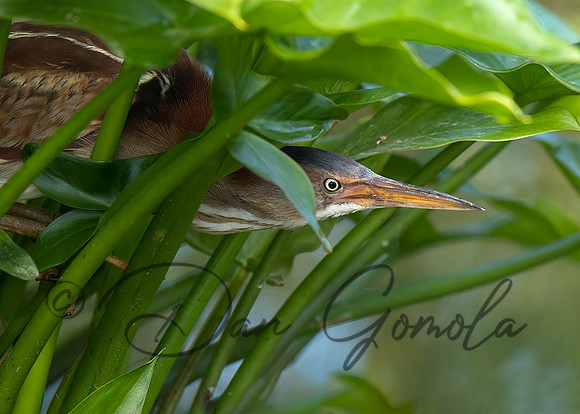 Least Bittern