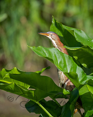 Least Bittern