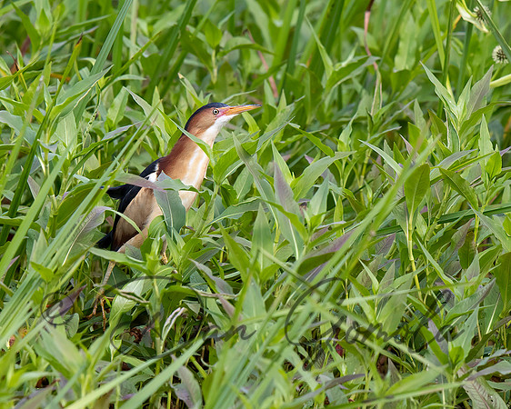 Least Bittern