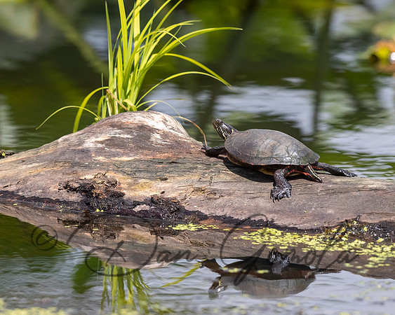 Painted Turtle