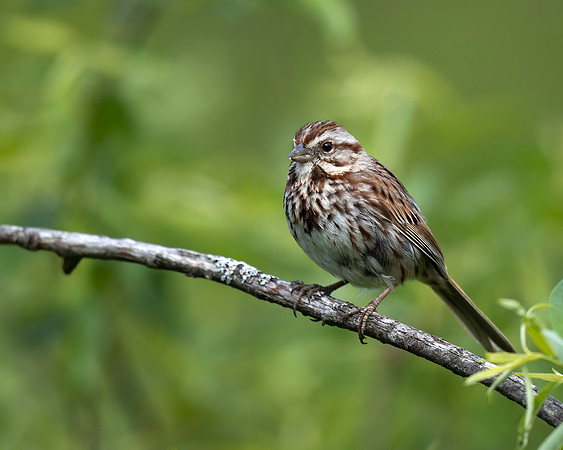 Song Sparrow