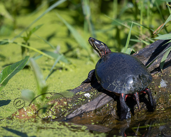 Painted Turtle