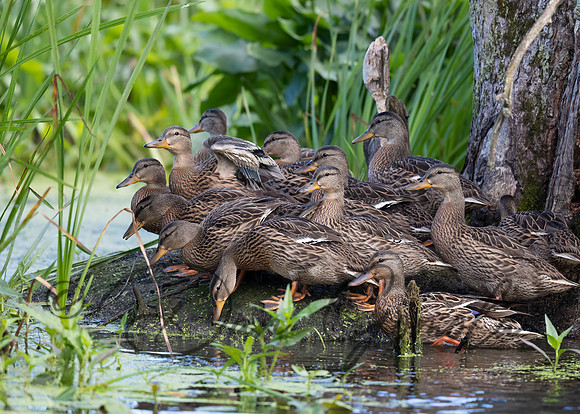 Mallard Duck