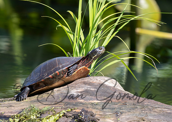 Painted Turtle