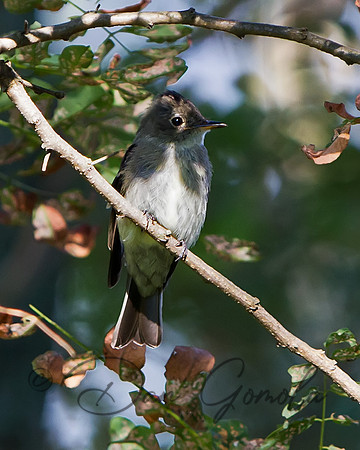 Least Flycatcher