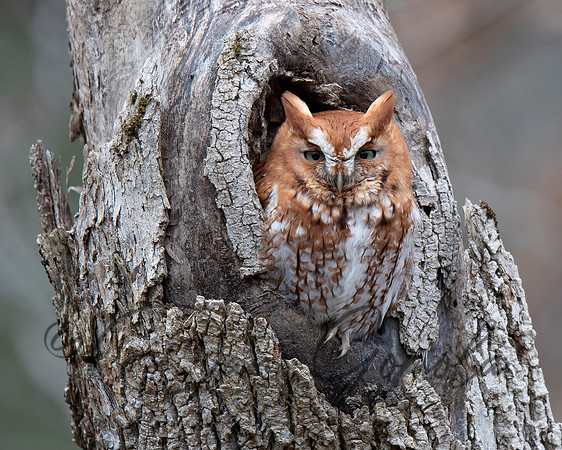 Eastern Screech Owl