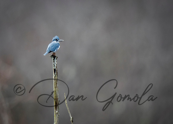 Belted Kingfisher
