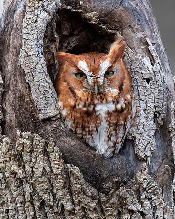 Eastern Screech Owl