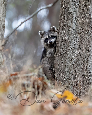 Raccoon