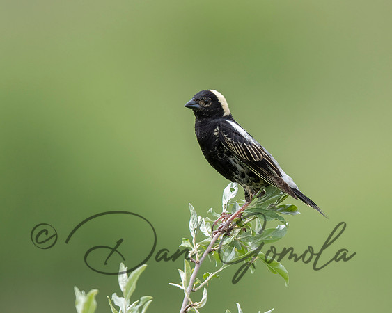 Bobolink