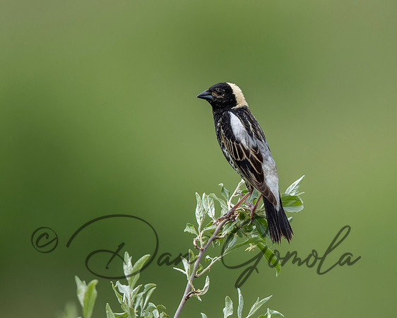 Bobolink