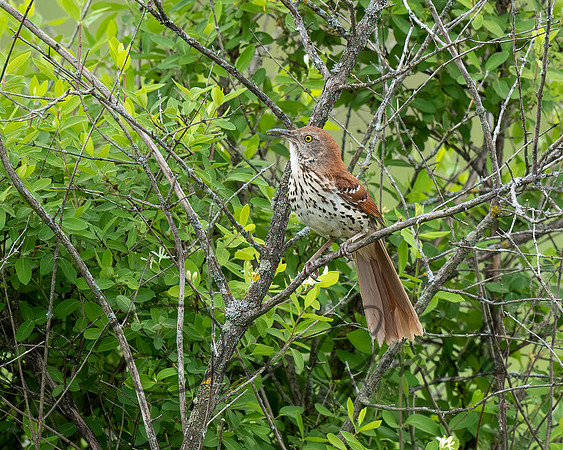 Brown Thrasher