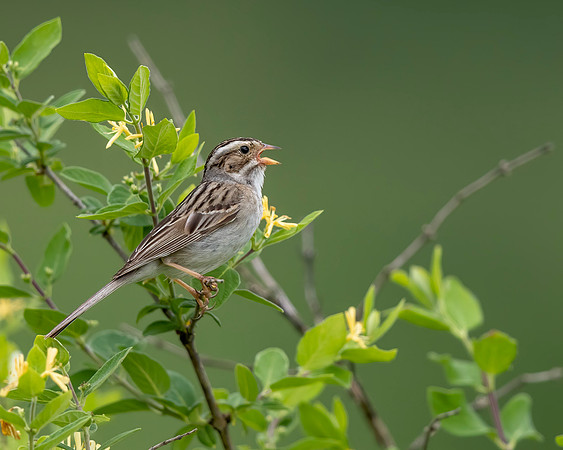 Clay-colored Sparrow