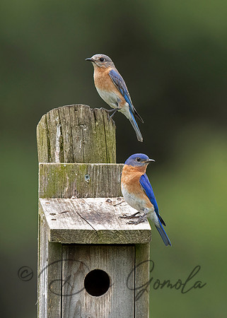 Eastern Bluebird