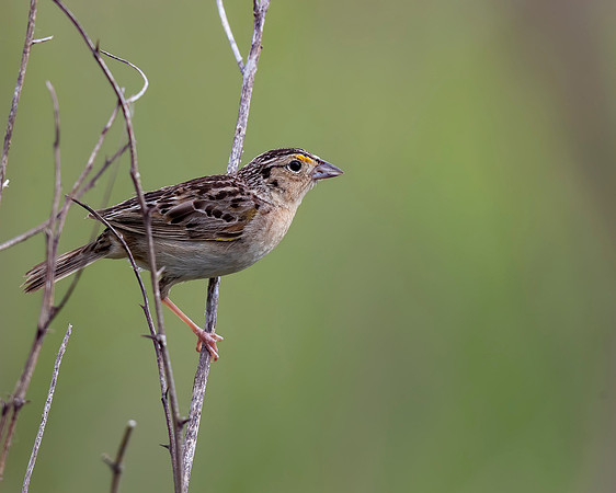 Grasshopper Sparrow