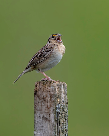 Grasshopper Sparrow