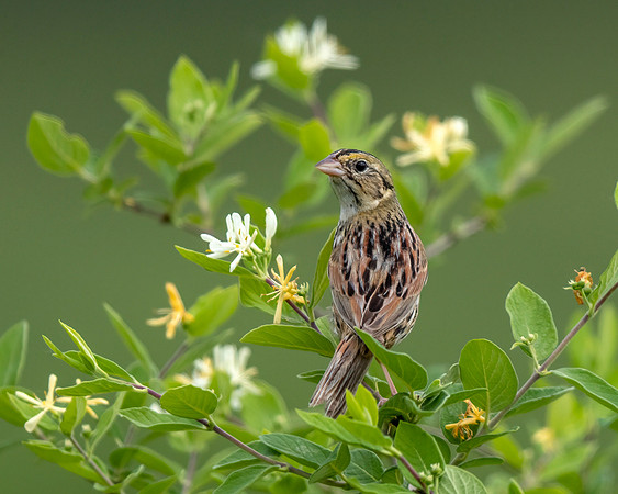 Henslow's Sparrow