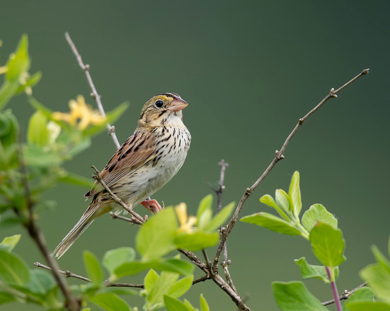 Henslow's Sparrow
