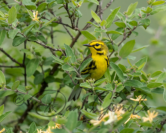 Prairie Warbler