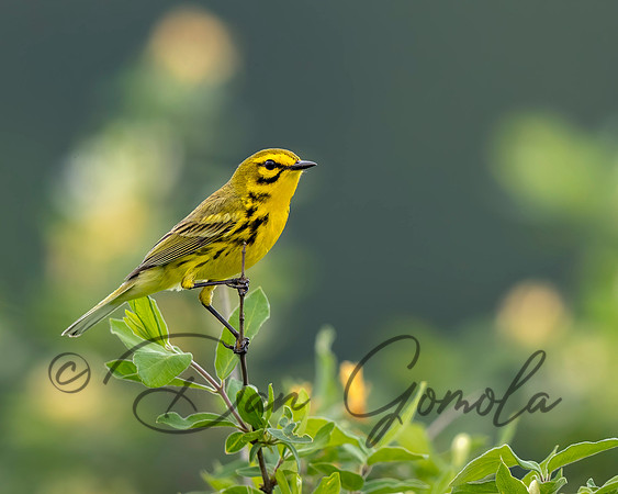 Prairie Warbler