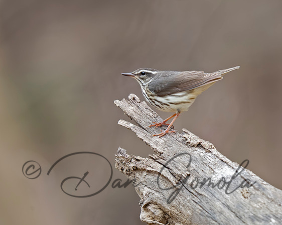 Louisiana Waterthrush