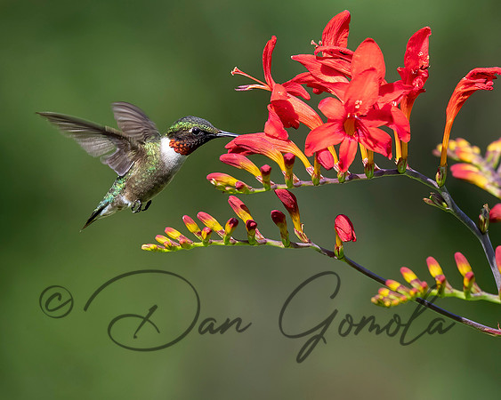 Ruby-throated Hummingbird