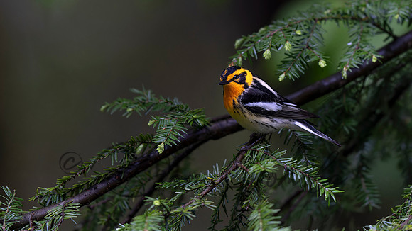 Blackburnian Warbler