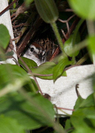 Chipping Sparrow