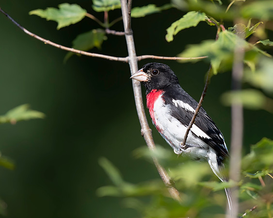 Rose-breasted Grosbeak