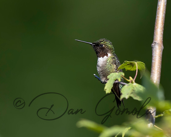 Ruby-throated Hummingbird