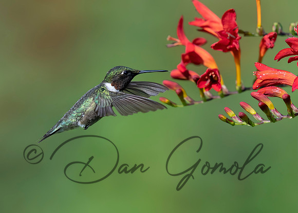 Ruby-throated Hummingbird