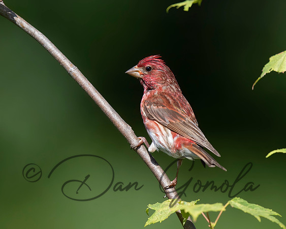House Finch