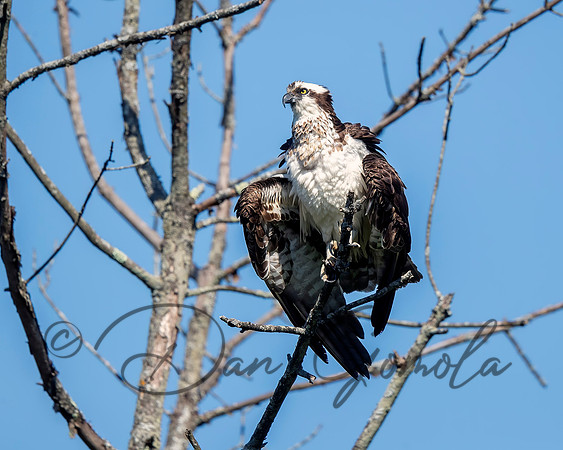 Osprey