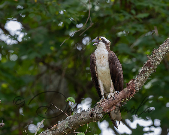 Osprey