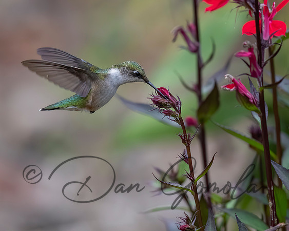 Ruby-throated Hummingbird