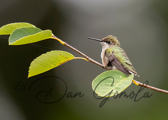 Ruby-throated Hummingbird