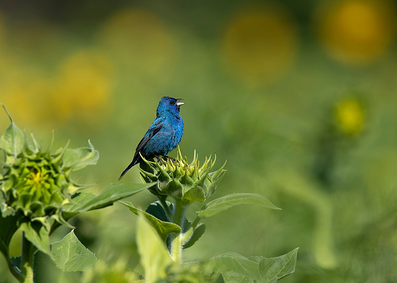 Indigo Bunting