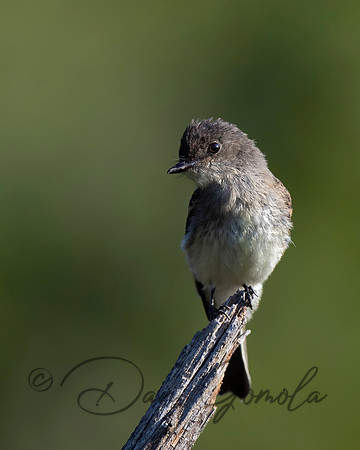 Eastern Phoebe