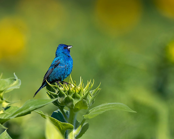 Indigo Bunting