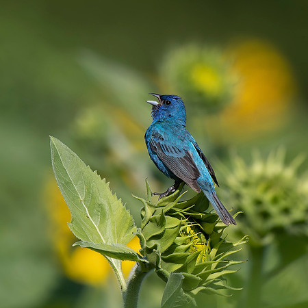 Indigo Bunting