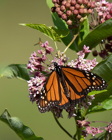 Monarch Butterfly on Common Milkweed
