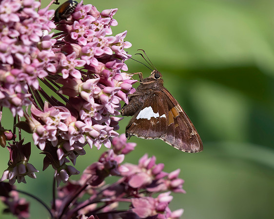 Silver-spotted Skipper on Common Milkweed