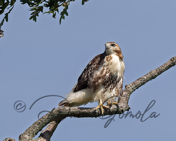 Red-tailed Hawk