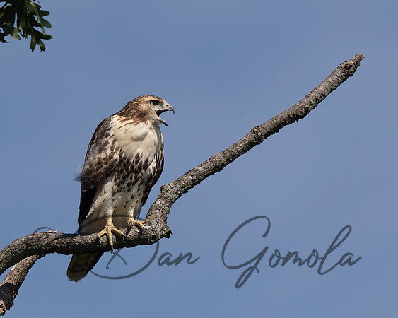 Red-tailed Hawk