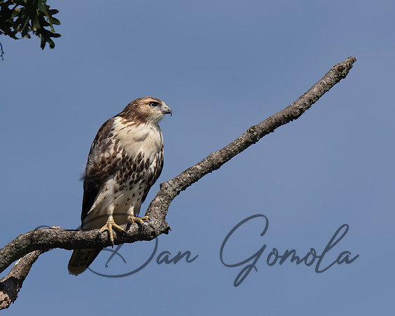 Red-tailed Hawk