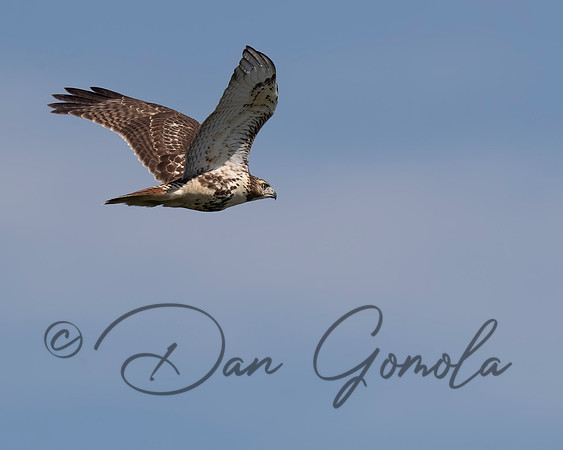 Red-tailed Hawk