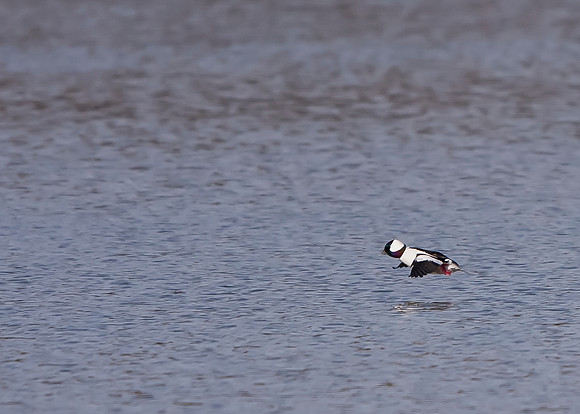 Bufflehead